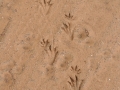Caiman Tracks (South America)