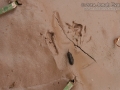 Frog Tracks and Scat