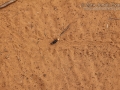 Horned Lizard Tracks and Scat