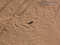 Lizard Scat