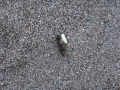 Lizard Scat