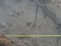 Lizard Tracks (South America)