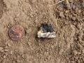 Snake Scat