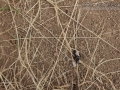 Snake Scat