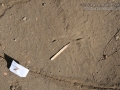 Snake Tracks