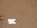 Snake Tracks