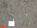 Snake Tracks