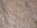 Snake Tracks