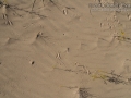 Snake Tracks