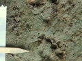 Snapping Turtle Tracks