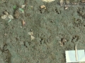 Snapping Turtle Tracks