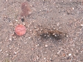 Toad Scat