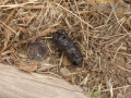 Toad Scat