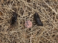 Toad Scat