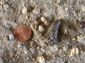 Toad Scat