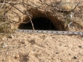 Desert Tortoise Burrow