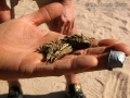 Desert Tortoise Scat