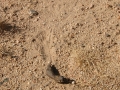 Desert Tortoise Scat