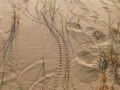 Desert Tortoise Tracks
