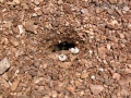 Turtle Eggs