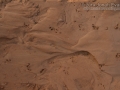 Turtle Tracks