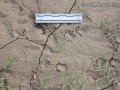Turtle Tracks