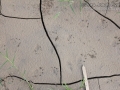 Turtle Tracks
