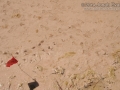 Turtle Tracks