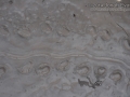 Turtle Tracks