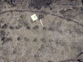 Turtle Tracks