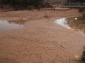 Turtle Tracks