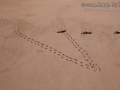 Turtle Tracks