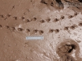 Turtle Tracks