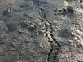 Turtle Tracks