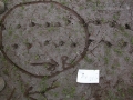 Turtle Tracks