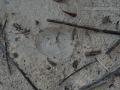 Western Diamondback Rattlesnake Bed