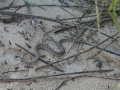 Western Diamondback Rattlesnake