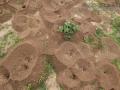 Ant Mounds