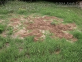 Ant Mounds