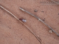 Ant Tracks