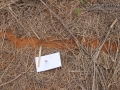 Ant Trail