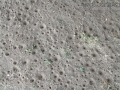 Antlion Traps