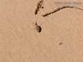 Antlion