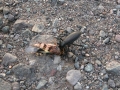 Beetle Eating Grasshopper