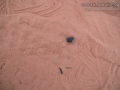 Beetle Tracks