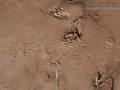 Beetle Tracks