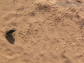 Beetle Tracks