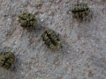Caterpillar Scat (Frass)