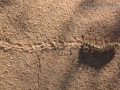 Caterpillar Tracks