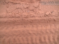 Centipede Tracks